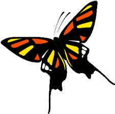 Butterflies and their Symbolic Meaning