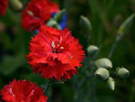 carnation