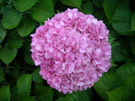 hydrangea flower