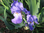 iris