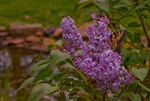 lilac
