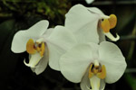 orchid
