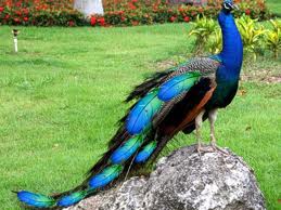 peacock image