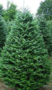 fir tree